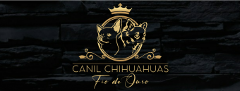 Canil Fio de Ouro - Chihuahua Pelo Curto e Longo